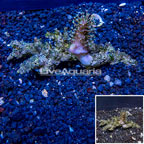 Devil's Hand Leather Coral Vietnam (click for more detail)