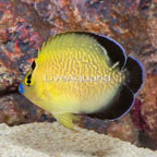 Goldflake Angelfish (click for more detail)