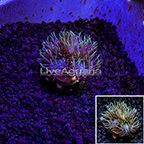 LiveAquaria® Aquacultured Ultra Duncan Coral (click for more detail)