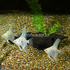 Albino Marble Angelfish, Trio (click for more detail)