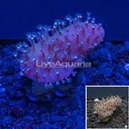 USA Cultured Devil's Hand Leather Coral (click for more detail)