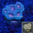 LiveAquaria® Cultured Dipsastraea Brain Coral (click for more detail)
