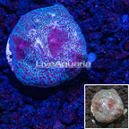 LiveAquaria® Cultured Ultra Chalice Coral (click for more detail)