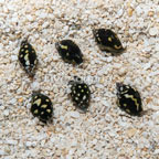 Dove Snail, Group of 6 (click for more detail)