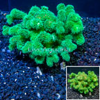 LiveAquaria® XL Cultured Stylophora Coral (click for more detail)