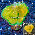 LiveAquaria® XL Cultured Ultra Chalice Coral (click for more detail)