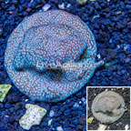 Leptoseris Coral Indonesia (click for more detail)