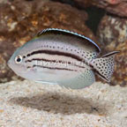 Lamarck Angelfish (click for more detail)