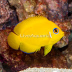 Lemon Peel Angelfish (click for more detail)