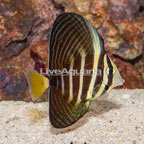 Sailfin Tang (click for more detail)