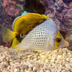 Declivis Butterflyfish (click for more detail)