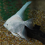 Platinum Angelfish (click for more detail)