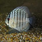 Blue Turquoise Discus (click for more detail)