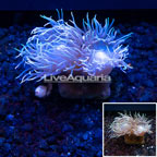 Australia Cultured Ultra Duncan Coral (click for more detail)