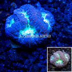 Australia Cultured Blastomussa Coral  (click for more detail)