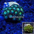 LiveAquaria® Ultra Zoanthus (click for more detail)