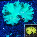 Green Cabbage Leather Coral Vietnam (click for more detail)