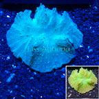 Green Cabbage Leather Coral Vietnam (click for more detail)