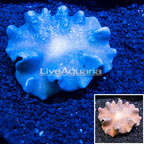 Toadstool Mushroom Leather Coral Vietnam (click for more detail)