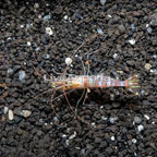 Kuekenthali Cleaner Shrimp (click for more detail)