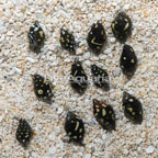 Dove Snail, Group of 12 (click for more detail)