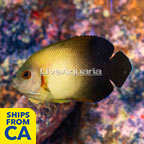 Half Black Angelfish (click for more detail)