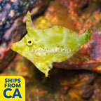 Bristletail Filefish (click for more detail)