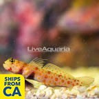 Orange Spotted Goby (click for more detail)