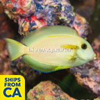 Orangeshoulder Tang (click for more detail)
