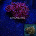 Pink Tip Frogspawn Coral Indonesia (click for more detail)