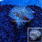 LiveAquaria Cultured Ultra Duncan Coral (click for more detail)