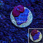 LiveAquaria® Red and Blue Photosynthetic Plating Sponge (click for more detail)