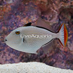 Striped Triggerfish (click for more detail)