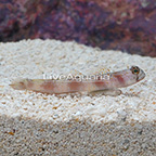 Wide-Barred Shrimp Goby (click for more detail)