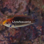 Red Head Solon Fairy Wrasse Terminal Phase Male (click for more detail)