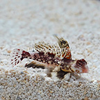 Red Scooter Dragonet, Male (click for more detail)