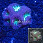 Australia Cultured Blastomussa Coral  (click for more detail)