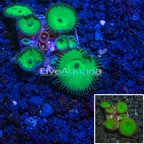 Australia Cultured Ultra Protopalythoa (click for more detail)