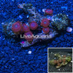 Colony Polyp Rock Zoanthus Indonesia (click for more detail)