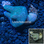 Devil's Hand Leather Coral Indonesia (click for more detail)