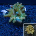 Devil's Hand Leather Coral Indonesia (click for more detail)
