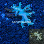 Sinularia Leather Coral Indonesia (click for more detail)