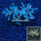 Sinularia Leather Coral Indonesia (click for more detail)