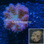 Devil's Hand Leather Coral Vietnam (click for more detail)