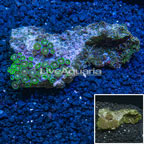 Colony Polyp Rock Zoanthus Vietnam (click for more detail)
