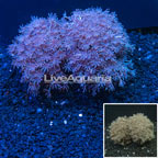 Pom Pom Xenia Coral Indonesia (click for more detail)