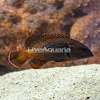 Blue Dot Grouper (click for more detail)