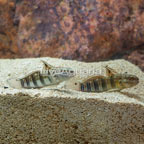 Sleeper Banded Goby, Pair (click for more detail)