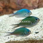 Green Chromis, Trio (click for more detail)