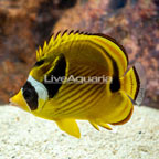Raccoon Butterflyfish (click for more detail)